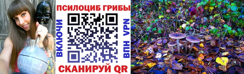Купить где  Тырныауз  Галлюциногенные грибы Psilocybe 